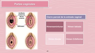46
Partes vaginales
Himenseminlunar Himen labiado
Himen Anular Himen Cribiforme
Cierre parcial de la entrada vaginal
 