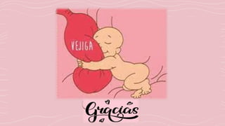 ANATOMIA DE UTERO2.pptx