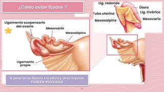 7
¿Cómo están fijados ?
A pesar de su fijación a la pelvis y otros órganos
POSEEN MOVILIDAD
 
