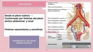 9
Inervación
Desde el plexo ovárico →
Conformado por fimbrias del plexo
aórtico abdominal y renal
Fimbras vasomotoras y sensitivas
TRASMITEN EL DOLOR DE
ORIGEN OVARICO
 