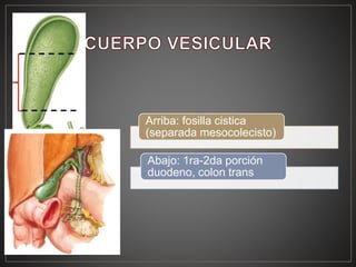 Arriba: fosilla cistica
(separada mesocolecisto)
Abajo: 1ra-2da porción
duodeno, colon trans
 