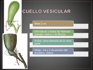 Mide 2 cm
Infundibulo o bolsa de Hartman
(ganglio cistico o de Broca)
Arriba: rama derecha de la vena
porta
Abajo: 1ra y 2 da porcion del
duodeno, cistico.
 