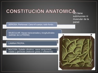 SEROSA: Peritoneal: Cara inf cuerpo, todo fondo.
MUSCULAR: Haces transversales y longitudinales
(esfinter de LUTKENS)
LAMINA PROPIA.
MUCOSA: Epitelio cilindrico, vasos sanguineos,
criptas y glandulas (elaboran grasa y colesterina)
NO tiene
submucosa ni
muscular de la
pared
 
