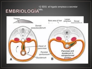 12 SDG el higado empieza a secretar
bilis.
 