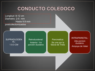 SUPRADUODEN
AL:
1.5-3 CM
Retroduodenal:
Anterior: 1ra
porción duodeno
Pancreatica:
Se une por la
fascia de Treitz
INTRAPARIETAL:
2da porcion
duodeno.
Ampoya de Vater
Longitud: 8-12 cm
Diametro: 2-5 mm
Hasta 9.9 mm
postcolectomizados
 