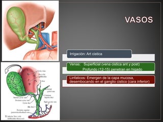 Irrigación: Art cistica
Venas: Superficial (vena cistica ant y post)
Profundo (12-15) penetran en higado
Linfaticos: Emergen de la capa mucosa,
desembocando en el ganglio cistico (cara inferior)
 