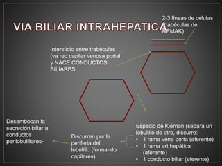 2-3 líneas de células
(trabéculas de
REMAK)
Intersticio entre trabéculas
(va red capilar venosa portal
y NACE CONDUCTOS
BILIARES.
Espacio de Kiernan (separa un
lobulillo de otro, discurre:
• 1 rama vena porta (aferente)
• 1 rama art hepática
(aferente)
• 1 conducto biliar (eferente)
Discurren por la
periferia del
lobulillo (formando
capilares)
Desembocan la
secreción biliar a
conductos
perilobulillares-
 