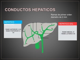 HEPATICO
DERECHO HEPATICO IZQ.
Ramas de primer orden
diametro de 2 mm
 