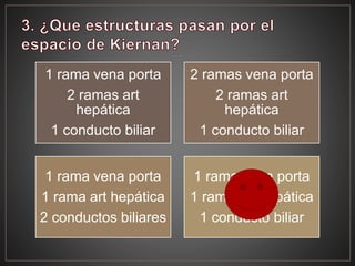 1 rama vena porta
2 ramas art
hepática
1 conducto biliar
2 ramas vena porta
2 ramas art
hepática
1 conducto biliar
1 rama vena porta
1 rama art hepática
2 conductos biliares
1 rama vena porta
1 rama art hepática
1 conducto biliar
 