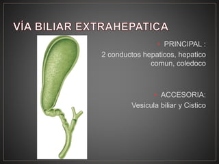 • PRINCIPAL :
2 conductos hepaticos, hepatico
comun, coledoco
• ACCESORIA:
Vesicula biliar y Cistico
 