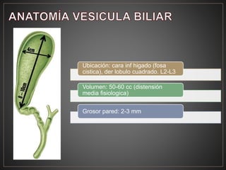 Ubicación: cara inf higado (fosa
cistica), der lobulo cuadrado. L2-L3
Volumen: 50-60 cc (distensión
media fisiologica)
Grosor pared: 2-3 mm
 