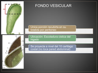 Unica porción recubirta en su
totalida por peritoneo
Ubicación: Escotadura cistica del
higado
Se proyecta a nivel del 10 cartilago
costal (no toca pared abdominal)
FONDO VESICULAR
 