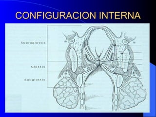 Via Loop Area ANATOMIA DE VIA AREA EN ANESTESIOLOGIA Y REANIMACION | PPT