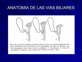 ANATOMIA DE LAS VIAS BILIARES 