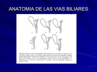 ANATOMIA DE LAS VIAS BILIARES 