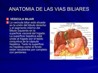 ANATOMIA DE LAS VIAS BILIARES . VESICULA BILIAR La vesícula biliar está situada en la unión del lóbulo derecho y el segmento interno del lóbulo izquierdo en la superficie visceral del hígado. La superficie hepática está unida al hígado por el tejido conjuntiva de la cápsula hepática. Tanto la superficie no hepática como el fondo están recubiertos por completo con peritoneo. 