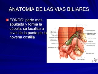 ANATOMIA DE LAS VIAS BILIARES FONDO: parte mas abultada y forma la cúpula, se localiza a nivel de la punta de la novena costilla  