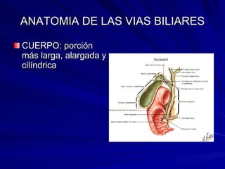 ANATOMIA DE LAS VIAS BILIARES CUERPO: porción más larga, alargada y cilíndrica 
