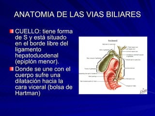 ANATOMIA DE LAS VIAS BILIARES CUELLO: tiene forma de S y está situado en el borde libre del ligamento hepatoduodenal (epiplón menor). Donde se une con el cuerpo sufre una dilatación hacia la cara viceral (bolsa de Hartman) 