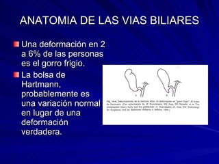 ANATOMIA DE LAS VIAS BILIARES Una deformación en 2 a 6% de las personas es el gorro frigio.  La bolsa de Hartmann, probablemente es una variación normal en lugar de una deformación verdadera. 