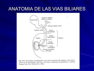 ANATOMIA DE LAS VIAS BILIARES 
