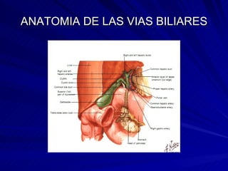 ANATOMIA DE LAS VIAS BILIARES 