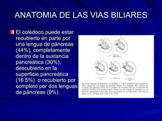 ANATOMIA DE LAS VIAS BILIARES El colédoco puede estar recubierto en parte por una lengua de páncreas (44%) ,  completamente dentro de la sustancia pancreática (30%), descubierto en la superficie pancreática (16.5%)  o recubierto por completo por dos lenguas de páncreas (9%) 