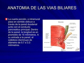 ANATOMIA DE LAS VIAS BILIARES La cuarta porción, o intramural pasa en sentido oblicuo a través de la pared duodenal junto con el conducto pancreático principal. Dentro de la pared, la longitud es en promedio de 15 milímetros. A su entrada a la pared, el colédoco disminuye de diámetro de 5.7 a 3.3 milímetros.  