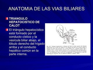 ANATOMIA DE LAS VIAS BILIARES TRIANGULO HEPATOCISTICO DE CALOT El triángulo hepatocístico está formado por el conducto cístico y la vesícula biliar abajo, el lóbulo derecho del hígado arriba y el conducto hepático común en la parte interna.  