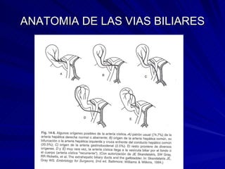ANATOMIA DE LAS VIAS BILIARES 