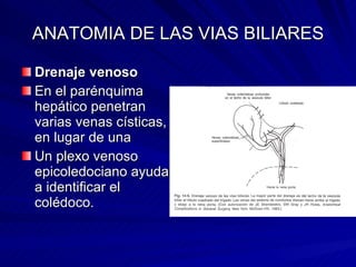 ANATOMIA DE LAS VIAS BILIARES Drenaje venoso En el parénquima hepático penetran varias venas císticas, en lugar de una Un plexo venoso epicoledociano ayuda a identificar el colédoco.  