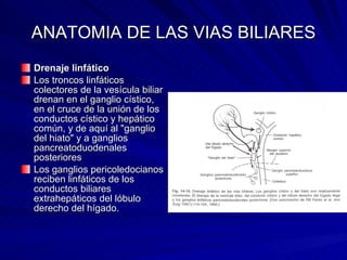 ANATOMIA DE LAS VIAS BILIARES Drenaje linfático Los troncos linfáticos colectores de la vesícula biliar drenan en el ganglio cístico, en el cruce de la unión de los conductos cístico y hepático común, y de aquí al "ganglio del hiato" y a ganglios pancreatoduodenales posteriores  Los ganglios pericoledocianos reciben linfáticos de los conductos biliares extrahepáticos del lóbulo derecho del hígado. 