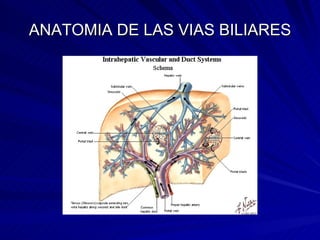 ANATOMIA DE LAS VIAS BILIARES 