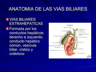 ANATOMIA DE LAS VIAS BILIARES VIAS BILIARES EXTRAHEPATICAS Formada por los conductos hepáticos derecho e izquierdo, conducto hepático común, vesícula biliar, cístico y colédoco 