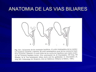 ANATOMIA DE LAS VIAS BILIARES 