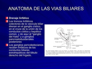 Anatomia de vias biliares