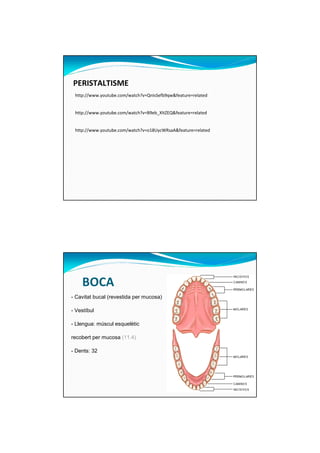PERISTALTISME 
http://www.youtube.com/watch?v=QnIsSefb9qw&feature=related 
http://www.youtube.com/watch?v=B9eb_XItZEQ&feature=related 
http://www.youtube.com/watch?v=o18UycWRsaA&feature=related 
BOCA 
- Cavitat bucal (revestida per mucosa) 
- Vestíbul 
- Llengua: múscul esquelètic 
recobert per mucosa (11.4) 
- Dents: 32 
 