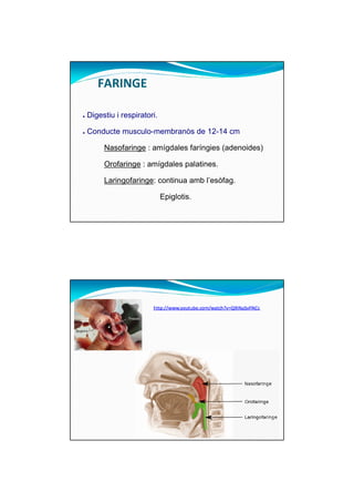 FARINGE 
● Digestiu i respiratori. 
● Conducte musculo-membranòs de 12-14 cm 
Nasofaringe : amígdales faríngies (adenoides) 
Orofaringe : amígdales palatines. 
Laringofaringe: continua amb l’esòfag. 
Epiglotis. 
 