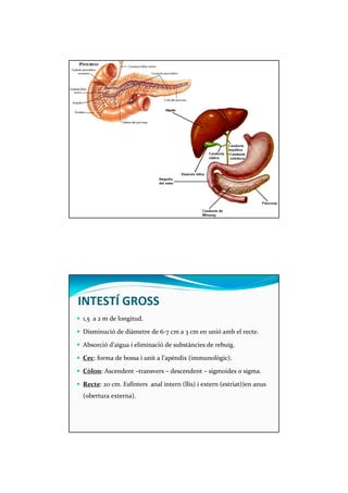 INTESTÍ GROSS 
 1,5 a 2 m de longitud. 
 Disminució de diàmetre de 6-7 cm a 3 cm en unió amb el recte. 
 Absorció d’aigua i eliminació de substàncies de rebuig. 
 Cec: forma de bossa i unit a l’apèndix (immunològic). 
 Còlon: Ascendent –transvers – descendent – sigmoides o sigma. 
 Recte: 20 cm. Esfínters anal intern (llis) i extern (estriat))en anus 
(obertura externa). 
 