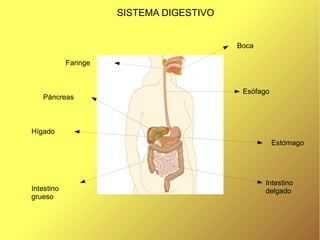 SISTEMA DIGESTIVO
Boca
Esófago
Estómago
Intestino
delgado
Faringe
Páncreas
Hígado
Intestino
grueso
 