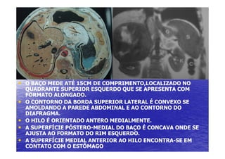 •
•
•
• O BAÇO MEDE ATÉ 15CM DE COMPRIMENTO,LOCALIZADO NO
O BAÇO MEDE ATÉ 15CM DE COMPRIMENTO,LOCALIZADO NO
QUADRANTE SUPERIOR ESQUERDO QUE SE APRESENTA COM
QUADRANTE SUPERIOR ESQUERDO QUE SE APRESENTA COM
FORMATO ALONGADO.
FORMATO ALONGADO.
•
• O CONTORNO DA BORDA SUPERIOR LATERAL É CONVEXO SE
O CONTORNO DA BORDA SUPERIOR LATERAL É CONVEXO SE
AMOLDANDO A PAREDE ABDOMINAL E AO CONTORNO DO
AMOLDANDO A PAREDE ABDOMINAL E AO CONTORNO DO
DIAFRAGMA.
DIAFRAGMA.
•
• O HILO É ORIENTADO ANTERO MEDIALMENTE.
O HILO É ORIENTADO ANTERO MEDIALMENTE.
•
• A SUPERFÍCIE PÓSTERO
A SUPERFÍCIE PÓSTERO-
-MEDIAL DO BAÇO É CONCAVA ONDE SE
MEDIAL DO BAÇO É CONCAVA ONDE SE
AJUSTA AO FORMATO DO RIM ESQUERDO.
AJUSTA AO FORMATO DO RIM ESQUERDO.
•
• A SUPERFÍCIE MEDIAL ANTERIOR AO HILO ENCONTRA
A SUPERFÍCIE MEDIAL ANTERIOR AO HILO ENCONTRA-
-SE EM
SE EM
CONTATO COM O ESTÔMAGO
CONTATO COM O ESTÔMAGO
 