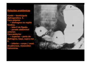 Relações anatômicas
Relações anatômicas
Fundo
Fundo –
– hemicúpula
hemicúpula
diafragmática E.
diafragmática E.
Face anterior
Face anterior
–
– diafragma na região
diafragma na região
fúndica.
fúndica.
-
- lobo E do fígado.
lobo E do fígado.
-
- parede abdominal
parede abdominal
anterior.
anterior.
anterior.
anterior.
Face posterior
Face posterior
–
– superior
superior –
– parte do
parte do
diafragma, baço, supra
diafragma, baço, supra-
-renal
renal
E.
E.
-
- inferior
inferior –
– corpo / cauda
corpo / cauda
do pâncreas, mesocólon
do pâncreas, mesocólon
transverso.
transverso.
 