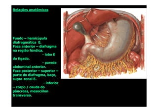 Relações anatômicas
Relações anatômicas
Fundo
Fundo –
– hemicúpula
hemicúpula
diafragmática E.
diafragmática E.
Face anterior
Face anterior –
– diafragma
diafragma
na região fúndica.
na região fúndica.
-
- lobo E
lobo E
-
- lobo E
lobo E
do fígado.
do fígado.
-
- parede
parede
abdominal anterior.
abdominal anterior.
Face posterior
Face posterior –
– superior
superior –
–
parte do diafragma, baço,
parte do diafragma, baço,
supra
supra-
-renal E.
renal E.
-
- inferior
inferior
–
– corpo / cauda do
corpo / cauda do
pâncreas, mesocólon
pâncreas, mesocólon
transverso.
transverso.
 