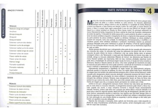Anatomia do alongamento pdf