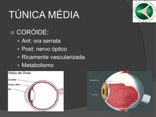 TÚNICA MÉDIA
 CORÓIDE:
 Ant: ora serrata
 Post: nervo óptico
 Ricamente vascularizada
 Metabolismo
 