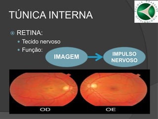 TÚNICA INTERNA
 RETINA:
 Tecido nervoso
 Função:
IMAGEM IMPULSO
NERVOSO
 