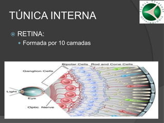 TÚNICA INTERNA
 RETINA:
 Formada por 10 camadas
 