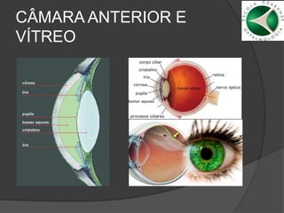 CÂMARA ANTERIOR E
VÍTREO
 
