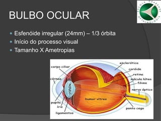 BULBO OCULAR
 Esfenóide irregular (24mm) – 1/3 órbita
 Início do processo visual
 Tamanho X Ametropias
 