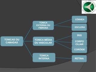 TÚNICAS OU
CAMADAS
TÚNICA MÉDIA
OU VASCULAR
TÚNICA
EXTERNA OU
FIBROSA
TÚNICA
INTERNA
CÓRNEA
ESCLERA
ÍRIS
CORPO
CILIAR
CORÓIDE
RETINA
 